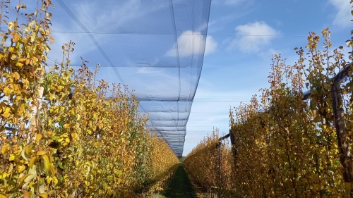 Gelderland vraagt begrip voor netten en overkappingen in de tuinbouw